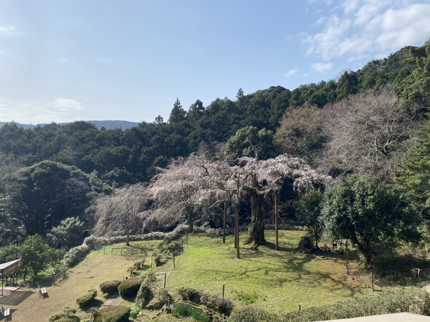 開花情報 長興山 紹太寺 開花情報 長興山 紹太寺