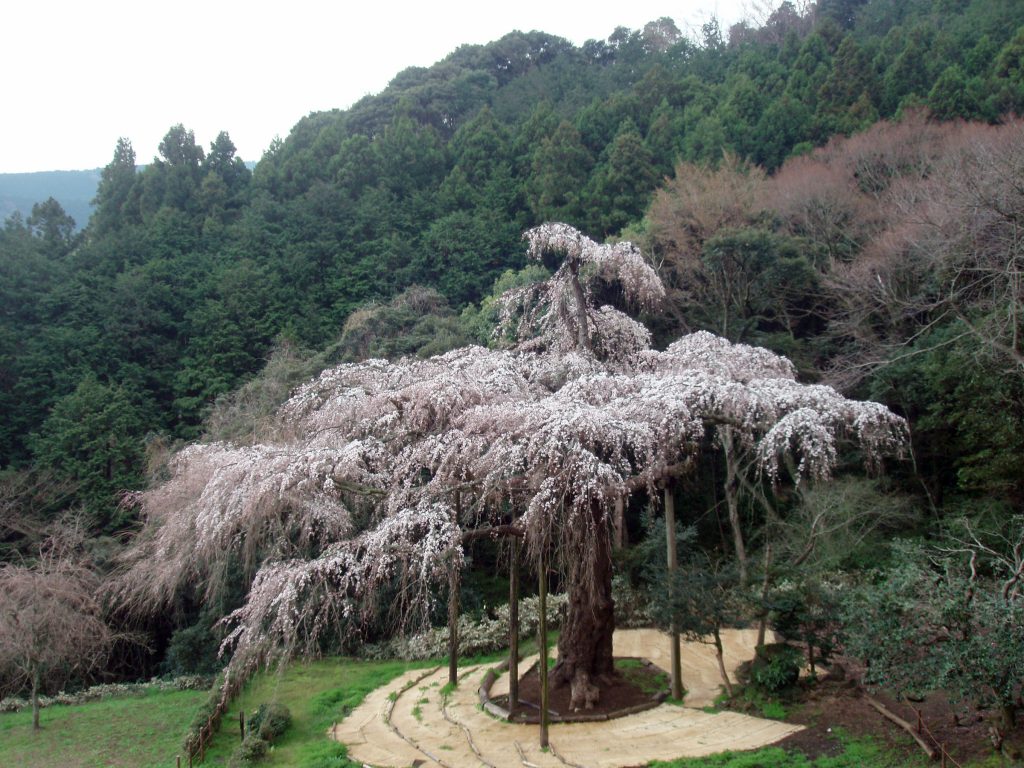 長興山紹太寺