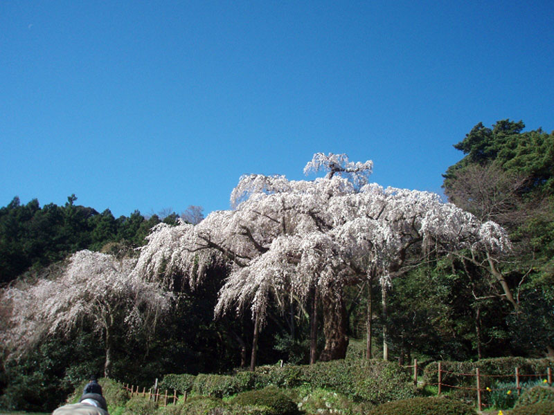 長興山紹太寺