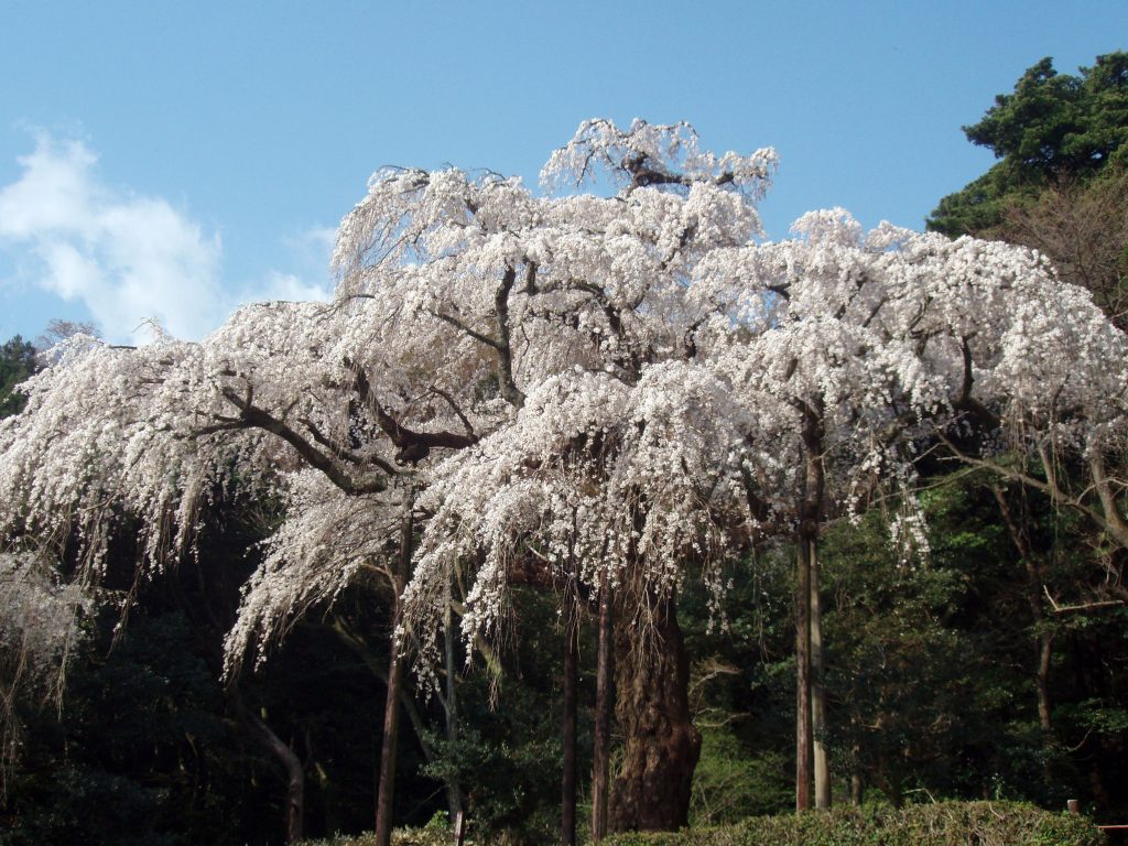 長興山紹太寺